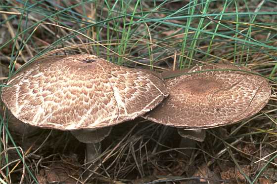 Agaricus silvaticus